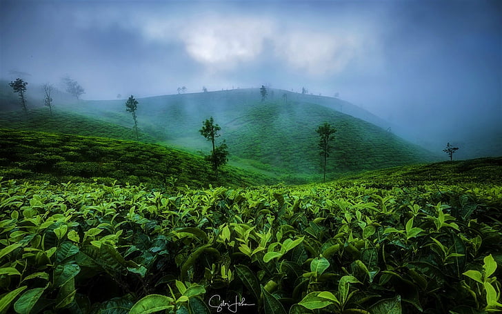 Man Made, Tea Plantation, Earth, Fog, Hill, Leaf, Tree, HD wallpaper