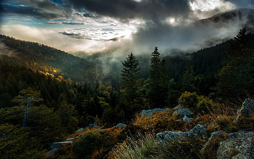 albero a foglie verdi, fotografia areale di foresta, natura, paesaggio, foresta, montagne, alberi, nebbia, nuvole, cielo, caduta, Sfondo HD HD wallpaper