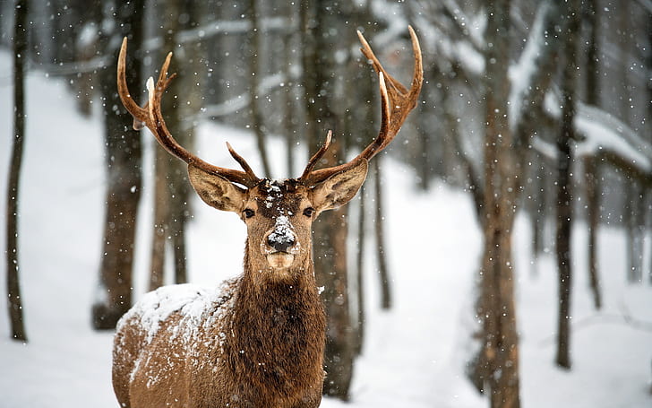 Deer, Flakes, forest, landscapes, nature, snow, Snowing, Trees, winter, Woods, HD wallpaper