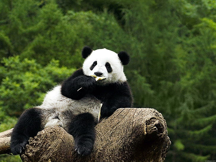 Big Pa, panda, bears, black, bamboo, white, green, relaxing, animals, HD wallpaper