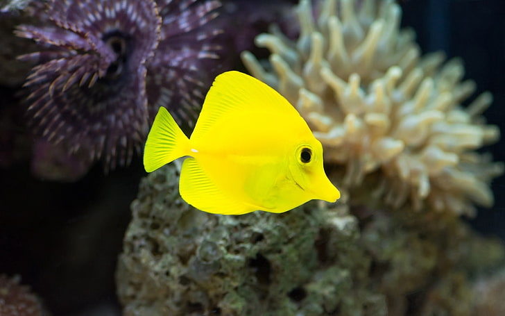 жълт форцепс риба, риба, жълто, под вода, водорасли, HD тапет