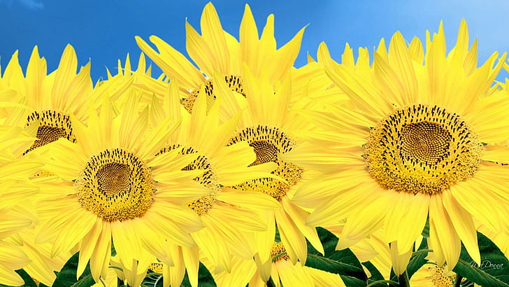 Just Sun Flowers, подсолнухи, осень, природа, подсолнухи, желтая осень, цветы, 3d и аннотация, HD обои