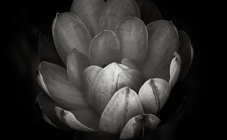 Comment saviez-vous que j'avais tellement besoin de vous, photographie en niveaux de gris de fleurs, noir et blanc, fleur, États-Unis, nénuphars, Missouri, États-Unis d'Amérique, Saint Louis, jardin botanique, Shaws Garden, Nymphaeaceae, water lilly, Fond d'écran HD