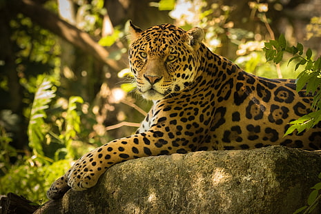 Jaguar, Dartmoor Zoo, Chincha der Jaguar, HD-Hintergrundbild HD wallpaper
