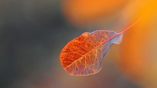 макро, лист, осень, близко, крупный план, листовые вены, размыто, HD обои HD wallpaper