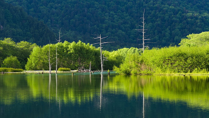 paisaje, lago, árboles muertos, reflejo, verde, Fondo de pantalla HD