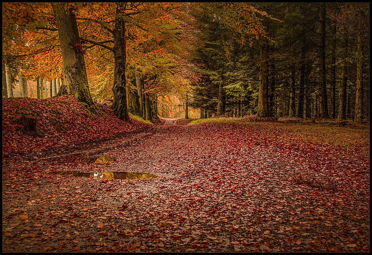 papel tapiz digital de árboles de arce, bosque, hojas, árboles, lluvia, otoño, camino, camino, naturaleza, paisaje, Fondo de pantalla HD