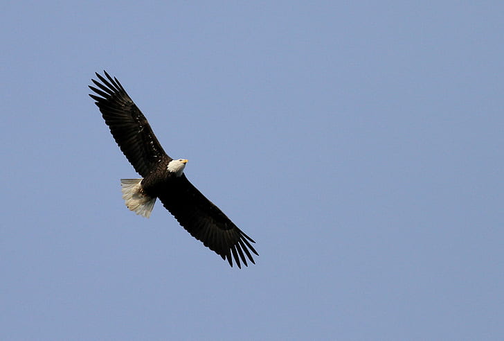 Плешив орел, летящ през деня, птица, дива природа, летящ, природа, животно, орел - Птица, плешив орел, хищна птица, животни в дивата природа, dom, САЩ, HD тапет