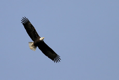 Bald Eagle flyger under dagtid, fågel, djurliv, flygande, natur, djur, örn - Fågel, skallig örn, rovfågel, djur i naturen, dom, uSA, HD tapet HD wallpaper