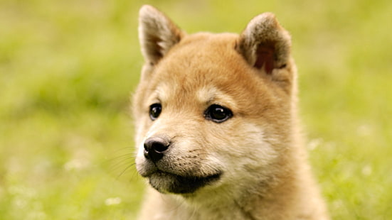 brązowy szczeniak shiba inu, szczeniak, twarz, trawa, pies, Tapety HD HD wallpaper