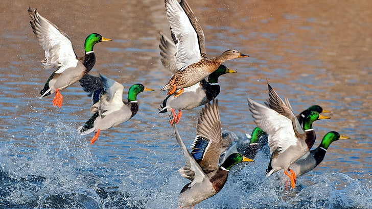 troupeau de canards, canards, splash, voler, rivière, lac, Fond d'écran HD
