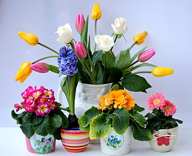 тюльпаны разных цветов, розы, тюльпаны, герберы, гиацинты, примулы, букет, горшки, HD обои HD wallpaper