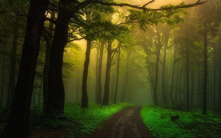 green forest, nature, landscape, dirt road, mist, forest, path, trees, shrubs, green, atmosphere, morning, HD wallpaper