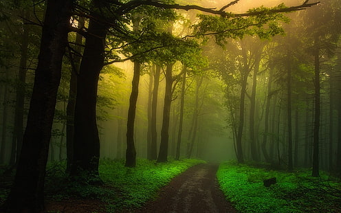 zielony las, przyroda, krajobraz, droga polna, mgła, las, ścieżka, drzewa, krzewy, zieleń, atmosfera, poranek, Tapety HD HD wallpaper
