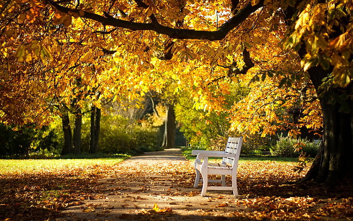 Autumn Park Bench, track, bench, falling leaves, autumn Park, HD wallpaper