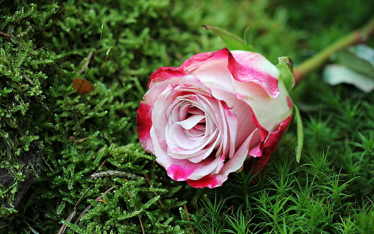 rose, bud backgrounds, pink, grass, download 3840x2400 rose, HD wallpaper