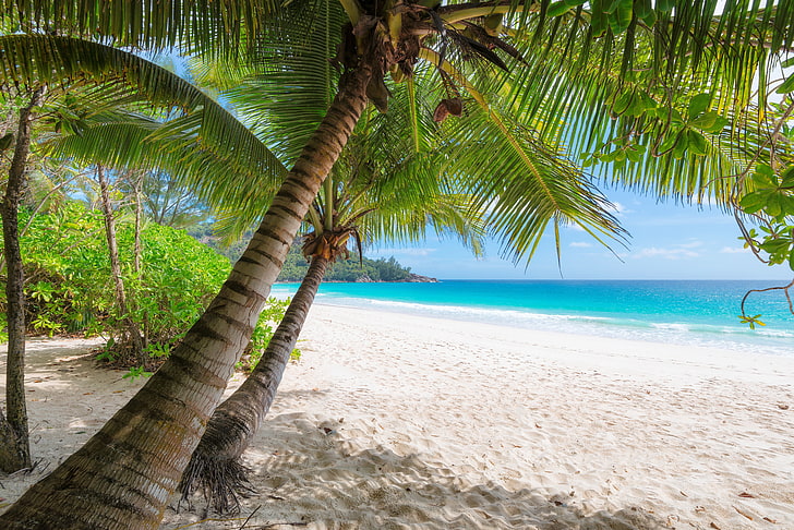 две кокосовые пальмы, песок, море, пляж, солнце, пальмы, берег, лето, остров, рай, пальмы, тропика, HD обои