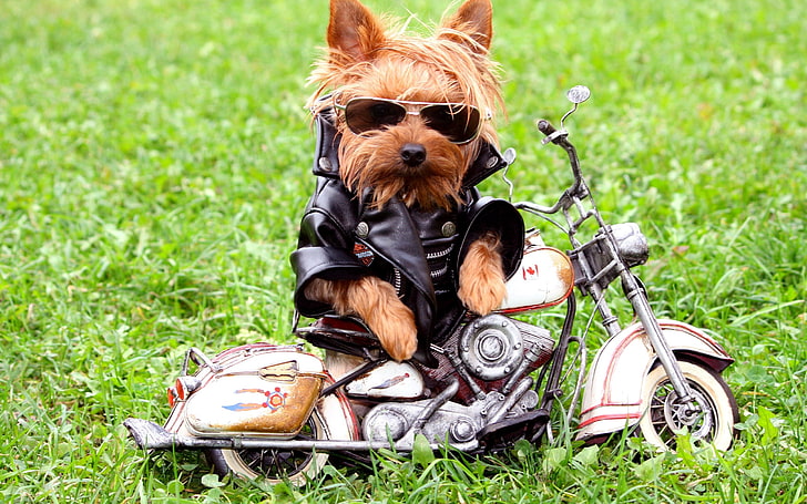 Yorkshire terrier, anjing, pengendara motor, jaket, jaket kulit, rumput, yorkshire terrier, Wallpaper HD