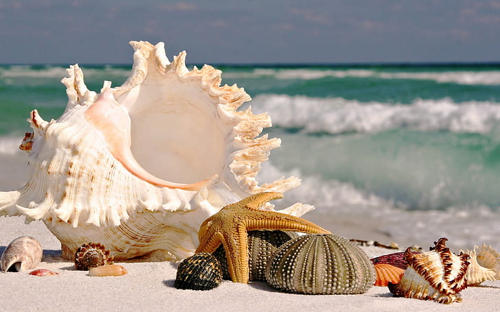 Ocean Beach shells 1920x1200 Natura Oceans HD Sztuka, plaża, ocean, Tapety HD