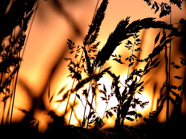 silhouette, spikelets, sunset, nature, plants, HD wallpaper