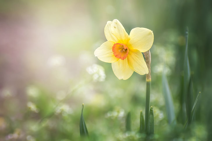 yellow, spring, Narcissus, HD wallpaper