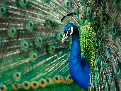 Peacock Bird Feathers Macro HD, animals, macro, bird, feathers, peacock, HD wallpaper HD wallpaper
