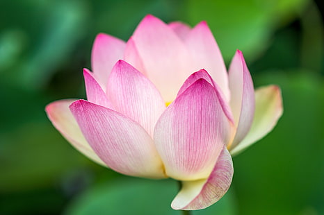 selective focus photography of pink lotus flower, lotus, selective focus, photography, pink, lotus flower, lotus  flower, zen, simple, nature, water Lily, lotus Water Lily, plant, petal, pond, pink Color, flower Head, flower, leaf, botany, beauty In Nature, summer, HD wallpaper HD wallpaper