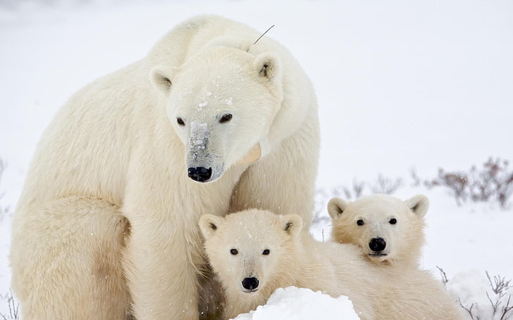 اثنين من الدمى القطيفة البيضاء ، ظاهرة الاحتباس الحراري ، القطب الشمالي ، الدببة القطبية ، الحيوانات، خلفية HD