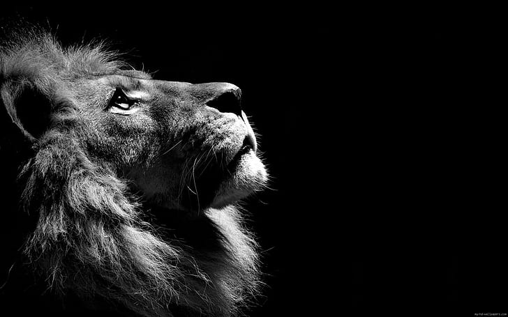 Lion noir et blanc, photographie en niveaux de gris de lion, lion, animal, Fond d'écran HD