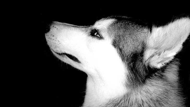 การถ่ายภาพระดับสีเทาของไซบีเรียนฮัสกี้, สัตว์, สุนัข, ขาวดำ, ไซบีเรียนฮัสกี้, วอลล์เปเปอร์ HD