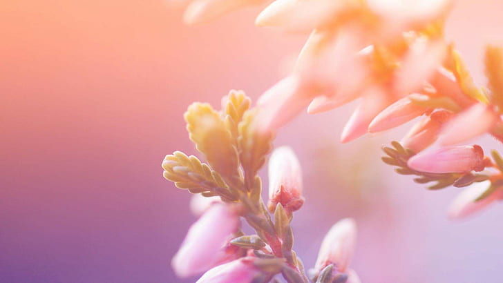 French Morning HD, flowers, french, morning, pink, purple, soft light, HD wallpaper