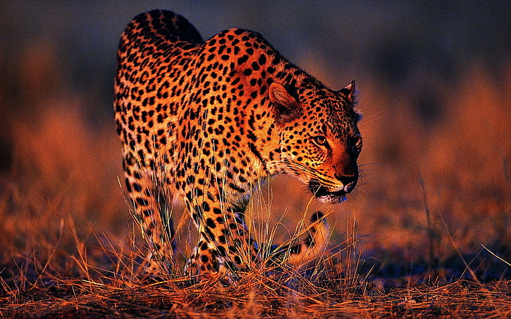 brown and black adult jaguar, leopard, orange background, big cat, HD wallpaper