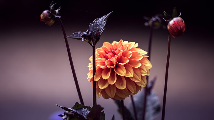 gelbe Flora Pflanze, detaillierte, orange Blüten, HD-Hintergrundbild