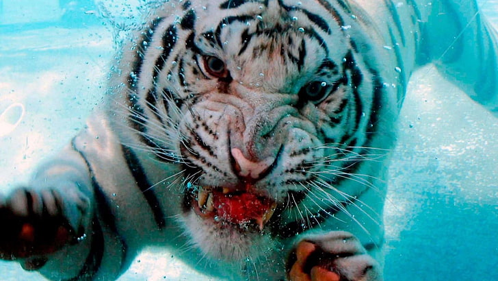 тигр, сибирский тигр, подводный, живая природа, вода, большие кошки, белый тигр, зоопарк, HD обои
