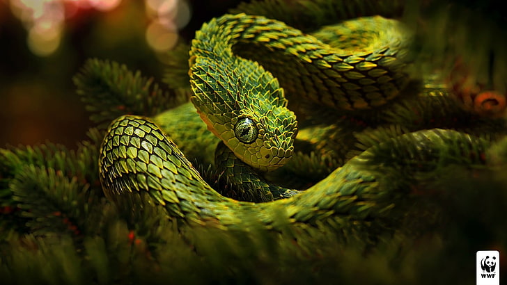 green pit viper selective focus photography, snake, green, reptiles, vipers, Lizard scales, photo manipulation, advertisements, HD wallpaper