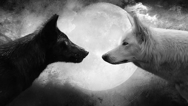 gråskalefoto av två vargar, djur, varg, svart, måne, vit, HD tapet