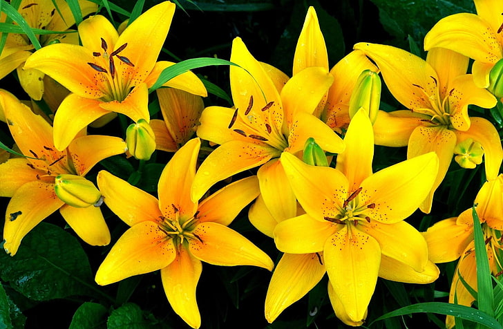 yellow flowers, lilies, yellow, flowers, drops, flowerbed, HD wallpaper