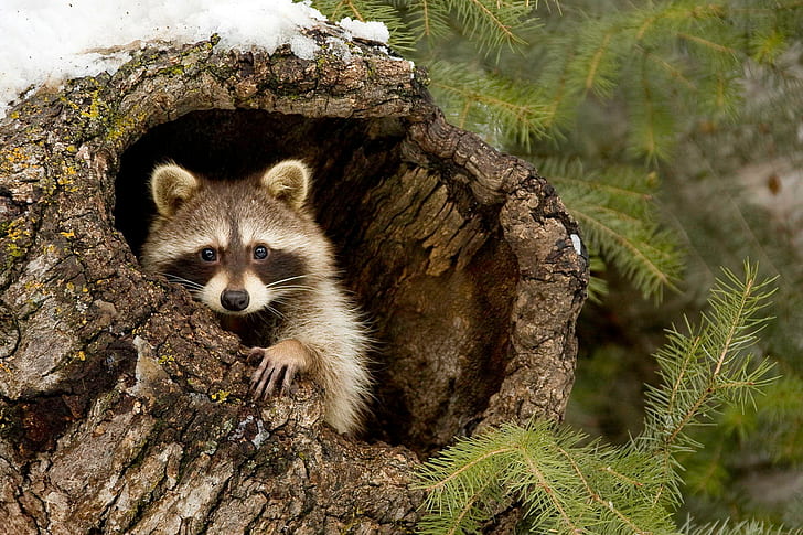Raccoon in tree, Raccoon, forest, tree, branches, HD wallpaper