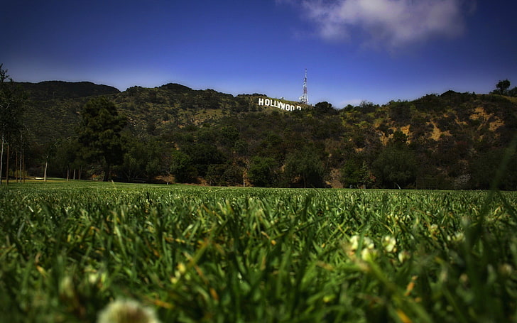 Plante à feuilles vertes avec cadre en bois brun, paysage, vue d'oeil de ver, herbe, Hollywood, signes, collines, Californie, champ, Fond d'écran HD
