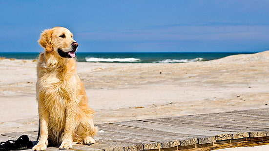 adult cream golden retriever, Dogs, Golden Retriever, Dog, HD wallpaper HD wallpaper