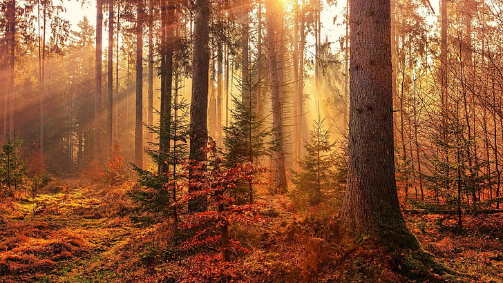 forest, sunbeam, sun ray, woodland, autumn, vegetation, wilderness, woods, spruce fir forest, bole, tree, sunlight, HD wallpaper