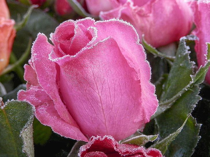 fotografi makro bunga mawar merah muda, Kalt, mawar merah muda, bunga, fotografi makro, membusuk, beku, dingin, kecantikan, merah, alam, tanaman, close-up, daun, Wallpaper HD
