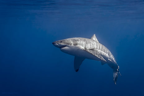 fotografia, tubarão branco, luz solar, mar, tubarão, HD papel de parede HD wallpaper
