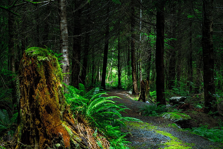 green Boston fern plant, forest, path, trees, vancouver island, canada, HD wallpaper