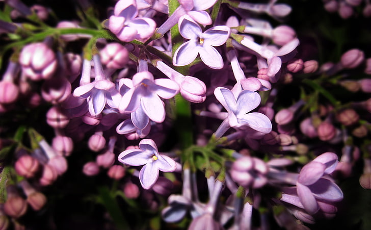 紫のライラックの花、紫のライラックの花、自然、花、紫、春、写真、ライラック、ライラックの花、 HDデスクトップの壁紙
