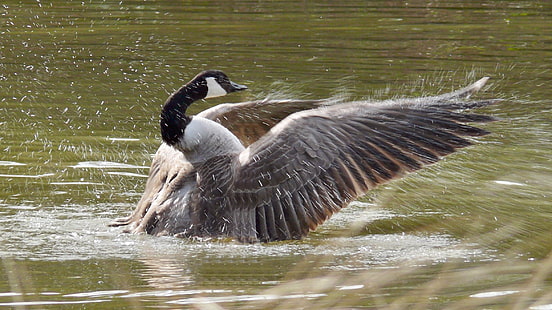 photo of gray and black duck on body of water, canada goose, branta, canada goose, branta, Canada Goose, Branta canadensis, photo, gray, black duck, body of water, March, Birkenhead Park, Wirral, England, UK, Panasonic Lumix DMC FZ50, Birds, bird, nature, animal, wildlife, goose, feather, water, lake, animals In The Wild, HD wallpaper HD wallpaper