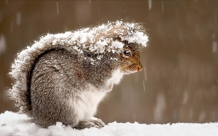 коричневая белка покрыта снегом, снег, фотография, белка, животные, покрыты, HD обои
