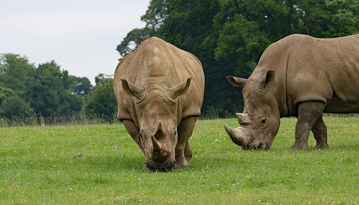 two brown rhinoceros, rhino, couple, food, grass, HD wallpaper