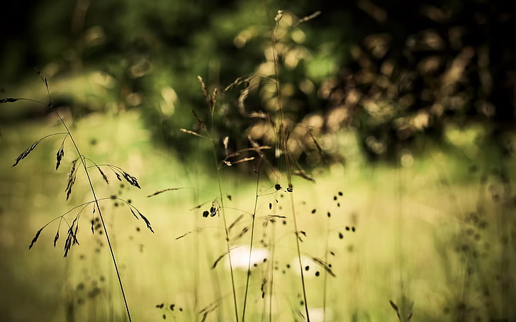 grüne Wiese, Kräuter, Vegetation, Stiele, dünn, HD-Hintergrundbild
