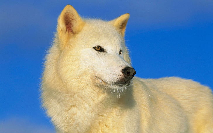 Arctic Wolf, arktyczny wilk, przystojny, wilki, biały, zwierzęta, arktyczny, wilk, niebieski, piękna, Tapety HD